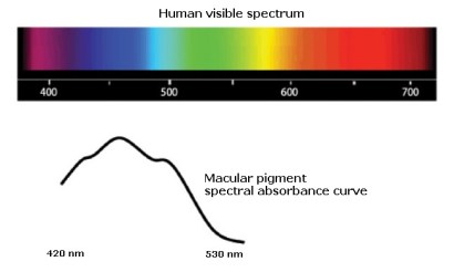 anti-glare computer eye strain diet-macular pigment peak absorption