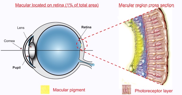 blue filter - eye anatomy - macular pigment blue filter - eye anatomy - macular pigment