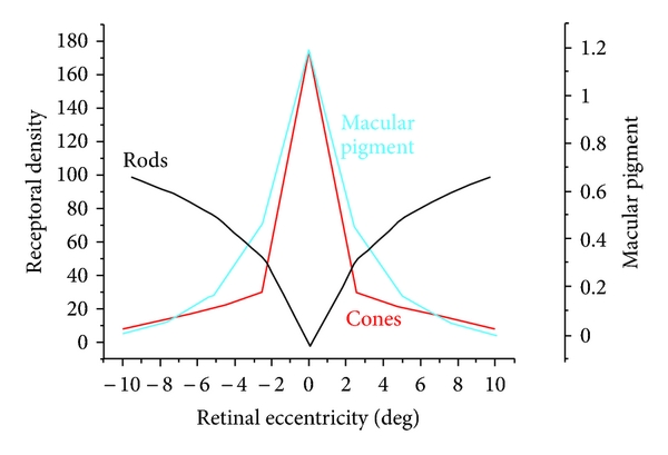Lutein-meso-zeaxanthin eye supplements_macular pigment position and cone density