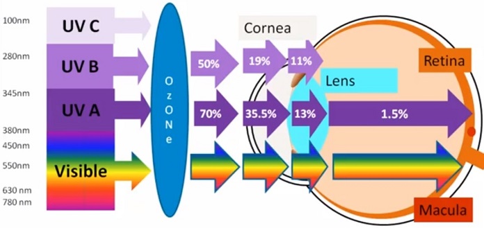 macular degeneration glasses - proportion of UV and visible light light reaching the retina