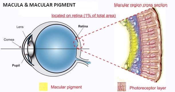 low blue filter - macular pigment eye anatomy